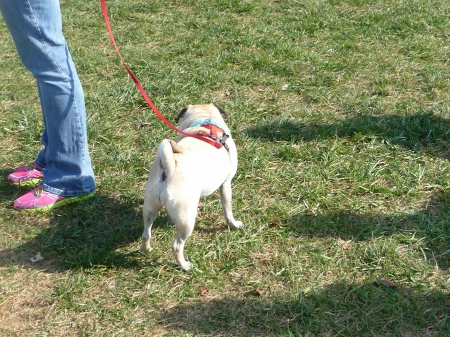 Second best dog at the meet