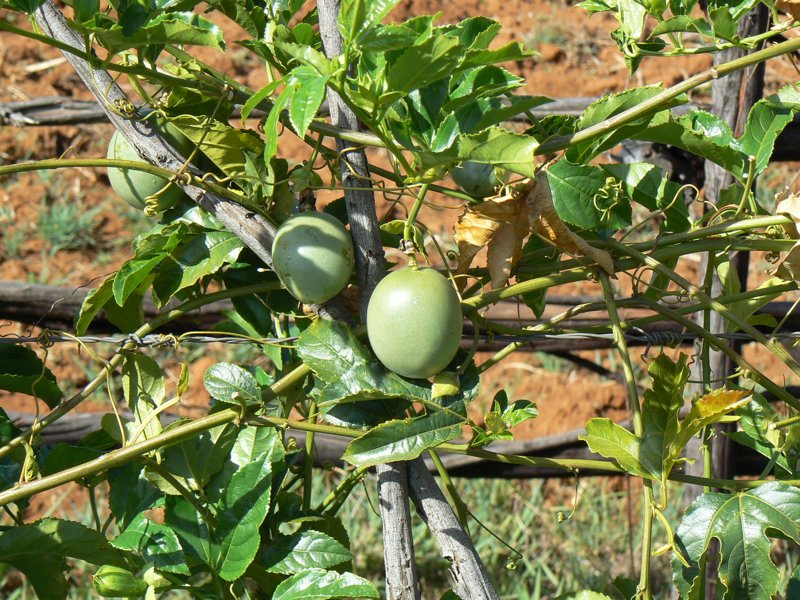 P1010867.JPG