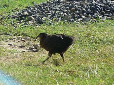 P1020071.JPG