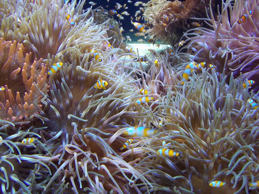 Which One is Nemo?