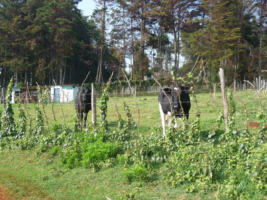 They also own the property across the street where they have some cows.