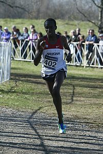 Lawi Lalang