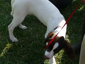 Sweet dog