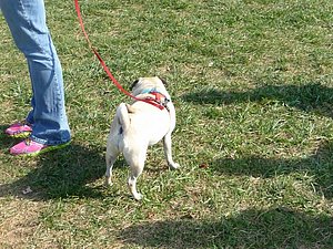 Second best dog at the meet