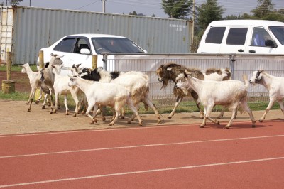 Kwemoi's audience for the Thursday workout