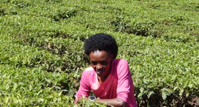 Sumgong Was All Smiles in the Tea Plantations Last Mnoth