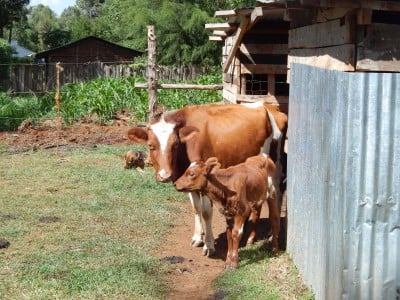 Two of the cows Sumgong has at the house she is building (LRC Photo)